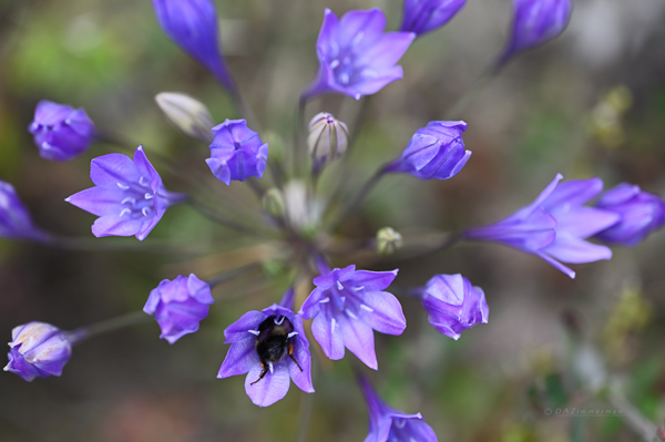 Themidaceae